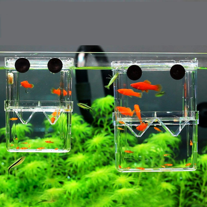 Betta Fish Tank - Pauw Vis Fokken Isolatie Box Aquarium