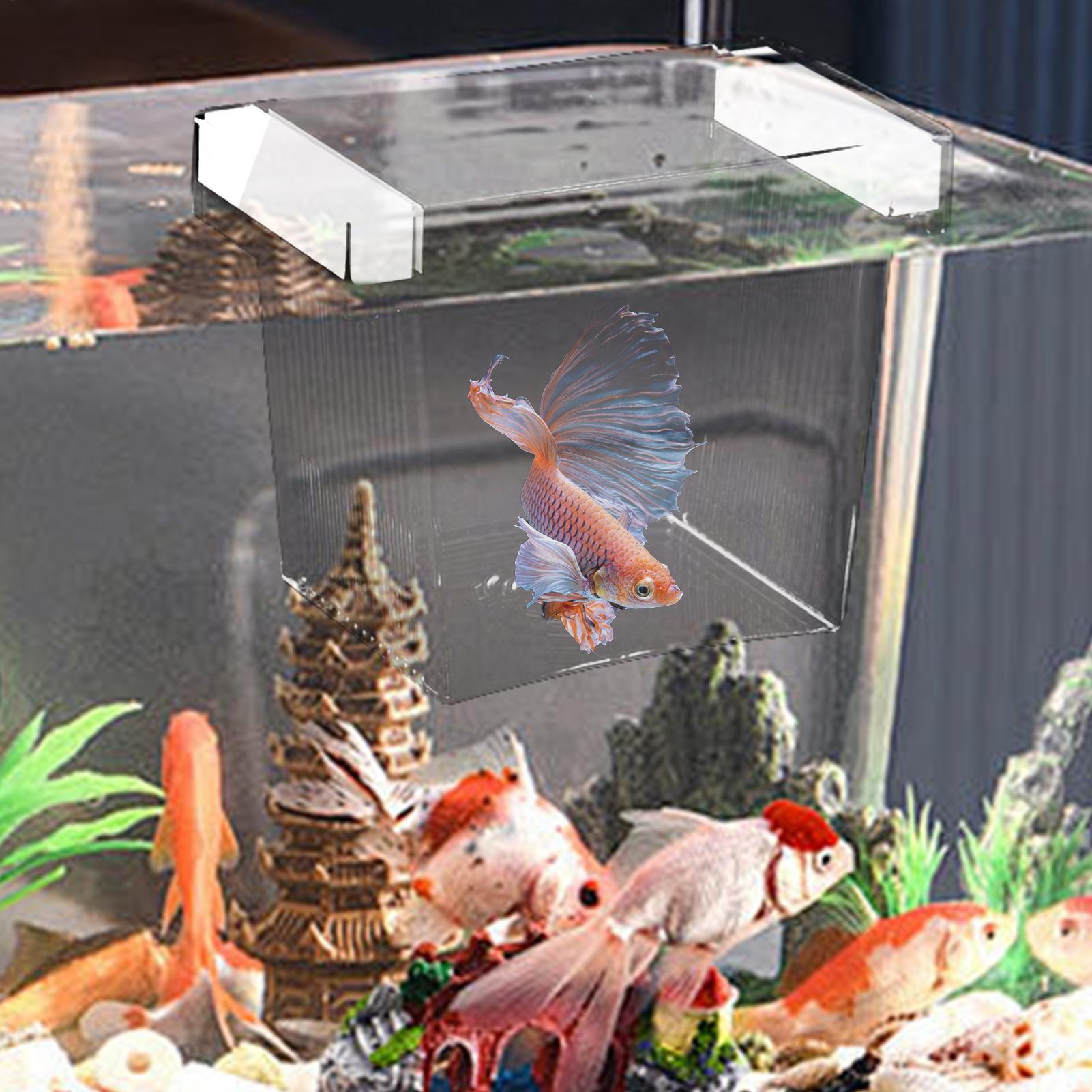 Drijvende viskweek isolatiebox - Betta Fish Tank recensie en prijs